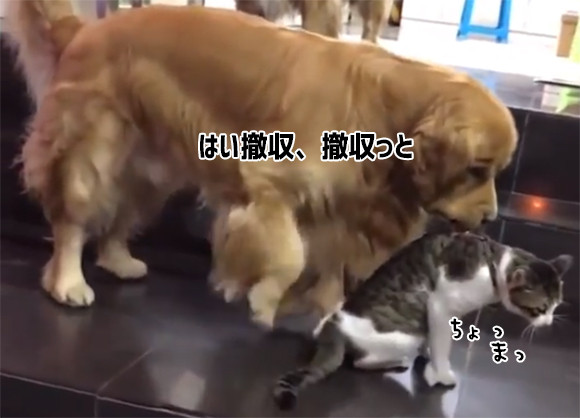 はい 撤収撤収 猫に挑もうとした猫 犬にくわえられ強制送還 カラパイア