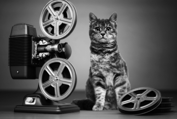 ハリウッドの銀幕を飾った6匹の才能あふれる猫たち カラパイア