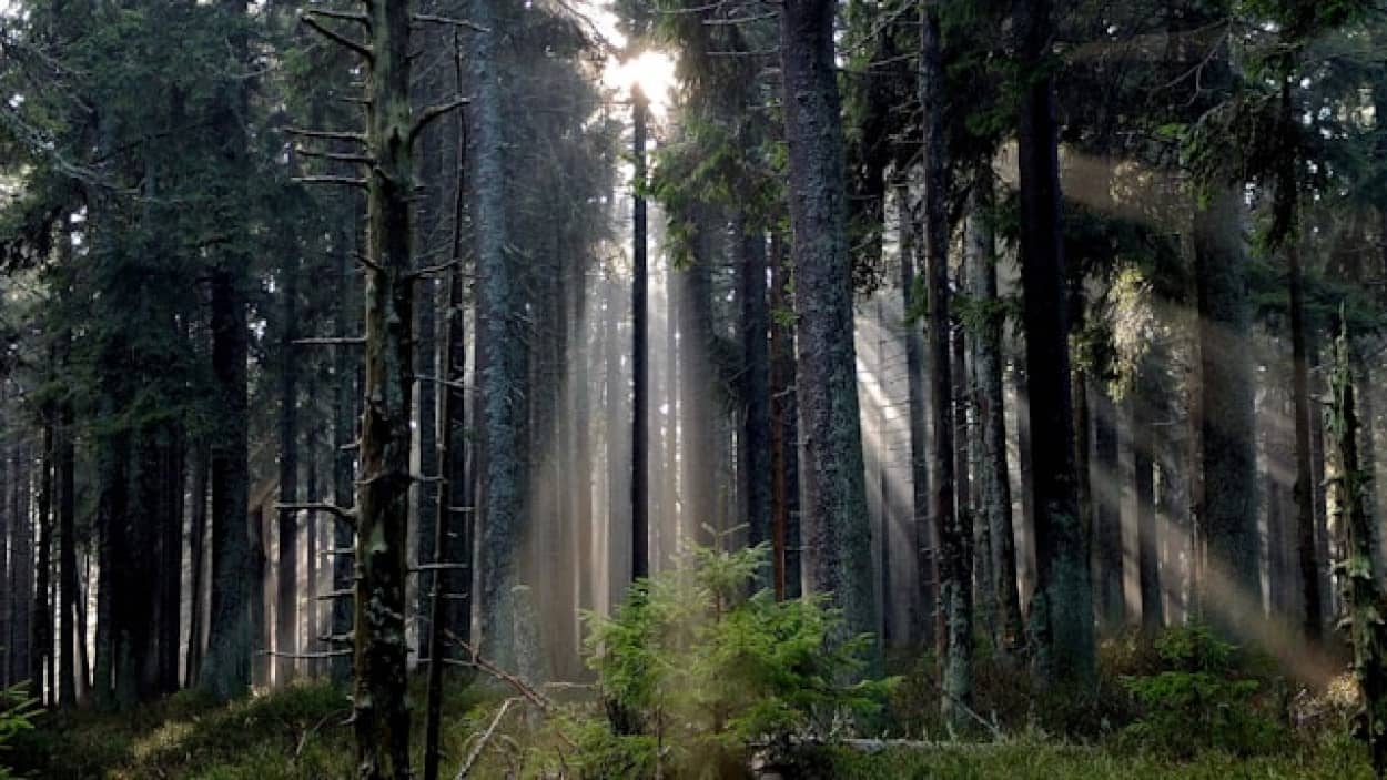 大規模植林が気候変動に対応できることが判明