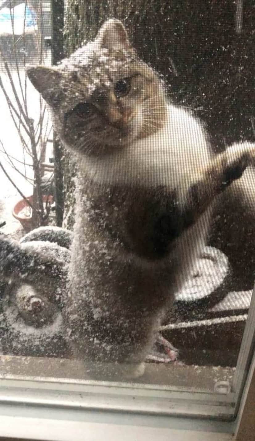 cat-1 (1)
