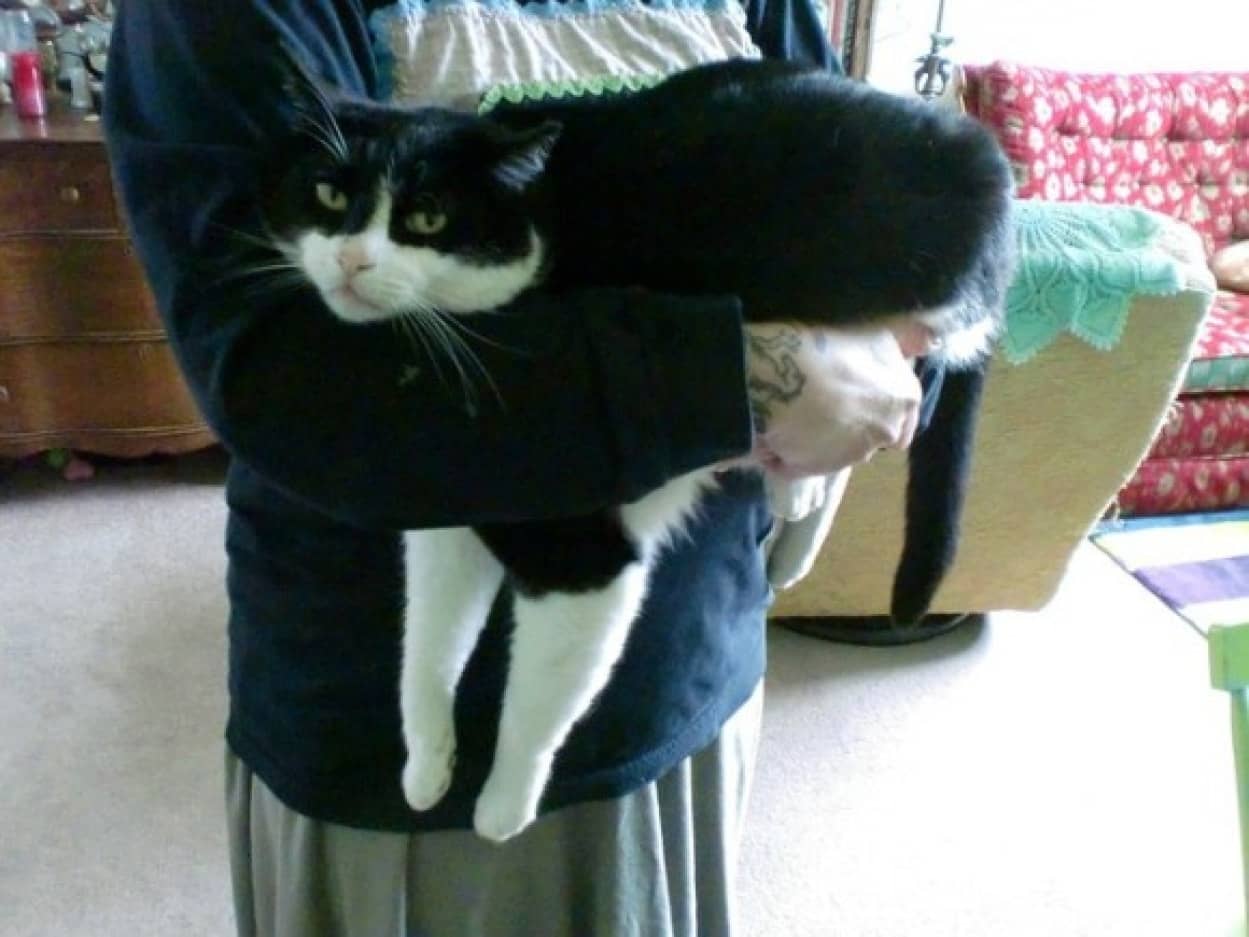 抱かれてやるか 猫たちの気まぐれハグの面白画像 カラパイア 抱かれてやるか 猫たちの気まぐれハグの面白画像 カラパイア