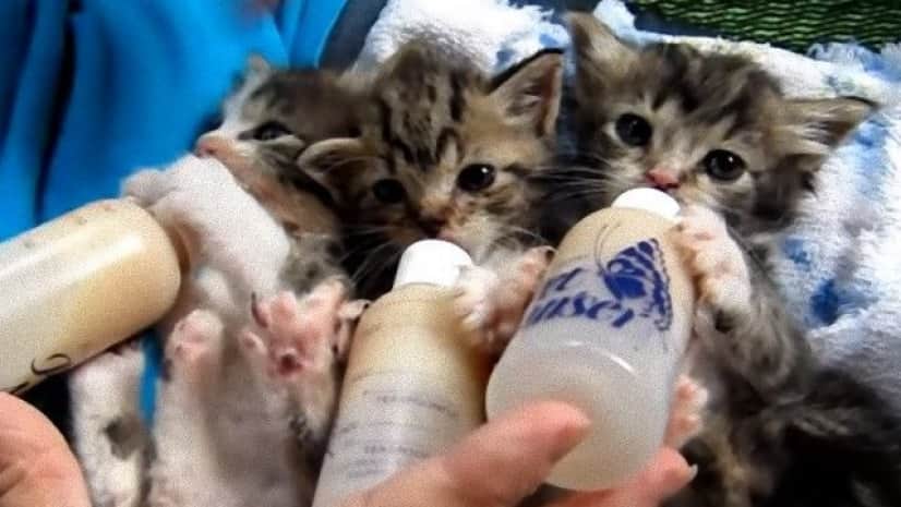 見てよし 聞いて良し 生まれたばかりの子猫 三匹揃ってミルクちゅうちゅう カラパイア 見てよし 聞いて良し 生まれたばかりの子猫 三匹揃ってミルクちゅうちゅう カラパイア