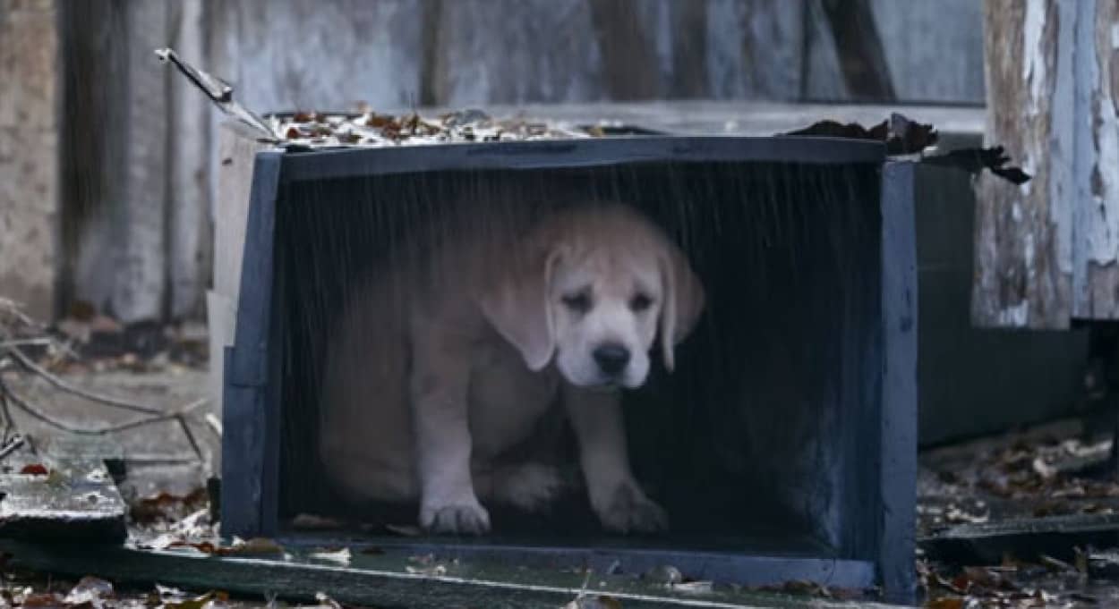 スーパーボウル特別cm バトワイザーは今年も馬と犬の感動のコラボ 15年スーパーボウルcmベスト10 カラパイア スーパーボウル特別cm バトワイザーは今年も馬と犬の感動のコラボ 15年スーパーボウルcmベスト10 カラパイア