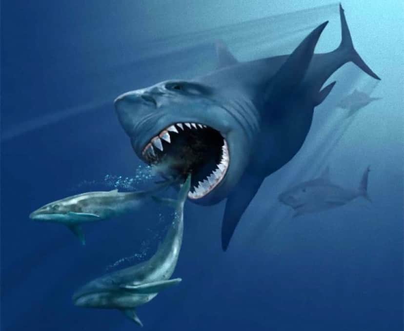 image_2231-Carcharocles-megalodon_e