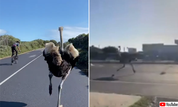 自動車なんかにゃ負けません。道路でダチョウが全力疾走し大渋滞を引き起こす