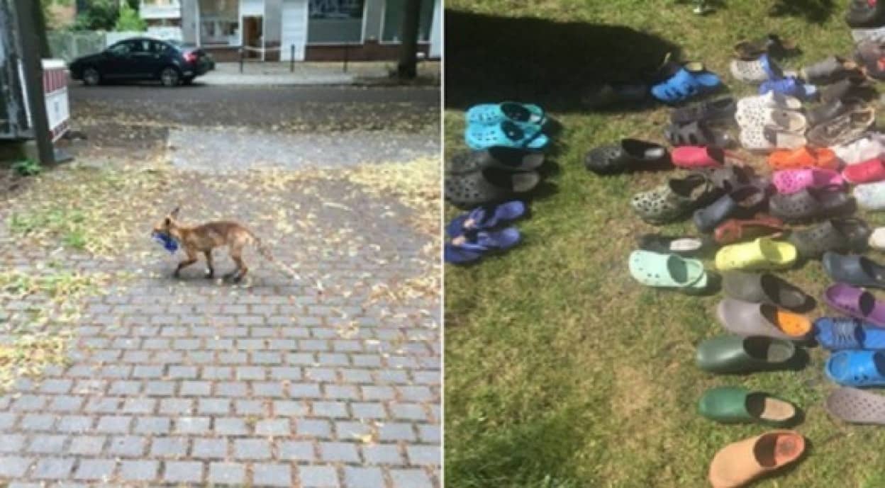 靴マニアの野生のキツネ