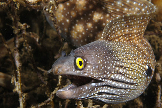 eel_full