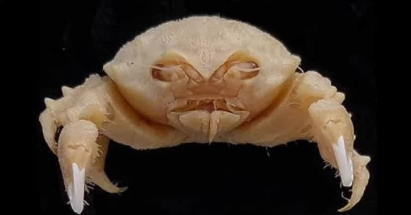 crab2_e