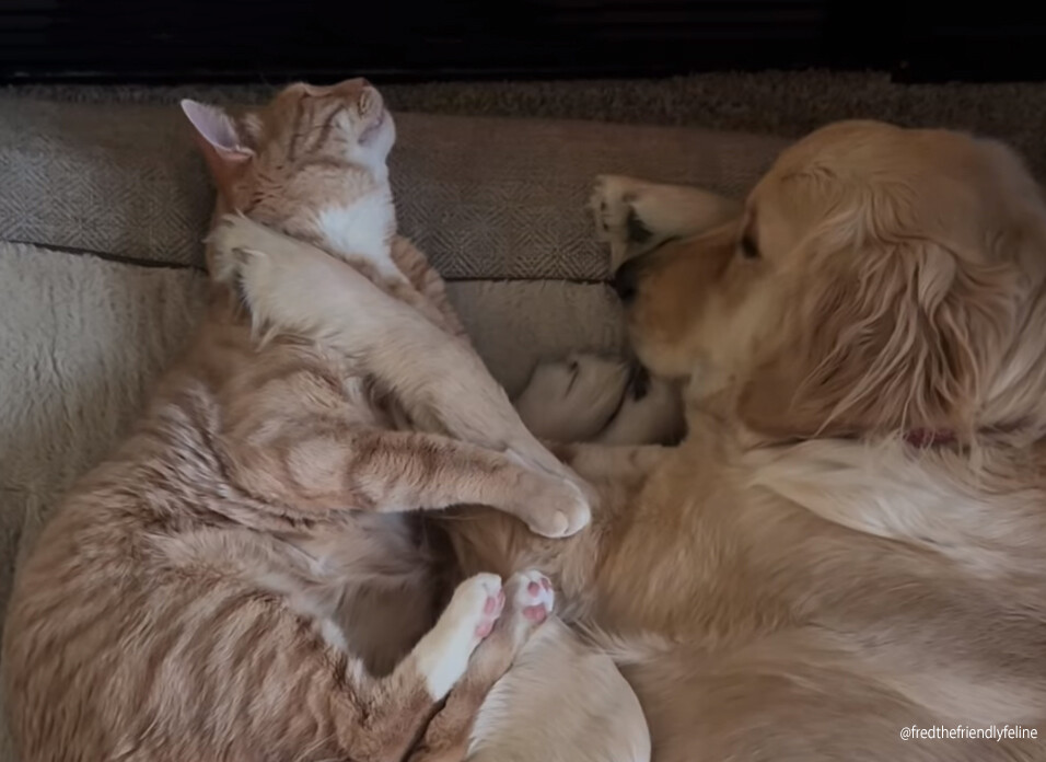 最愛の犬に先立たれ失意の猫、新たに迎えたゴールデンレトリバーの子犬と打ち解け元気を取り戻す