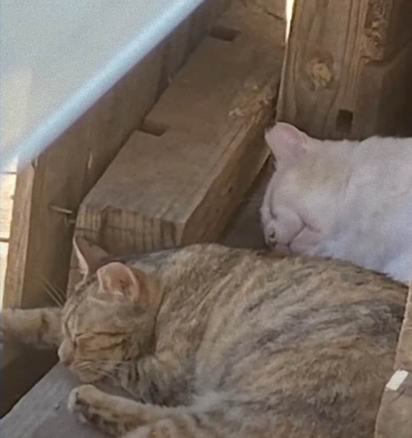 cats14_e