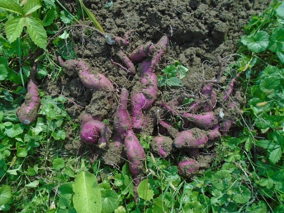 batata-2782146_640_e