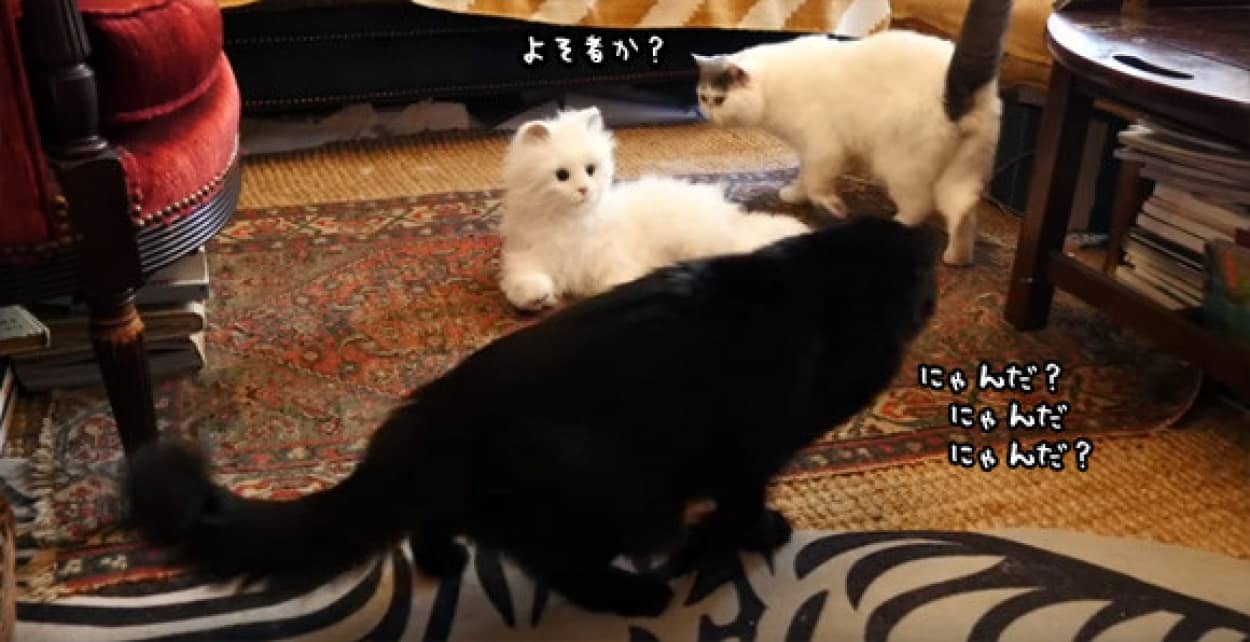 猫たちに猫そっくりの猫ロボットを引き合わせてみた かなり興味があるようだが それからどうした カラパイア