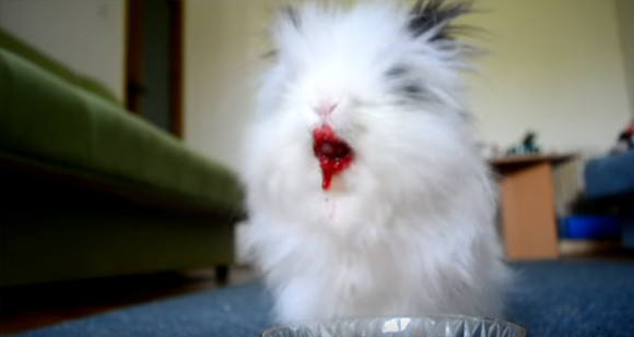 だからウサギにイチゴやチェリーはやめとけって 口の周りが血塗られモードとなったウサギホラー カラパイア