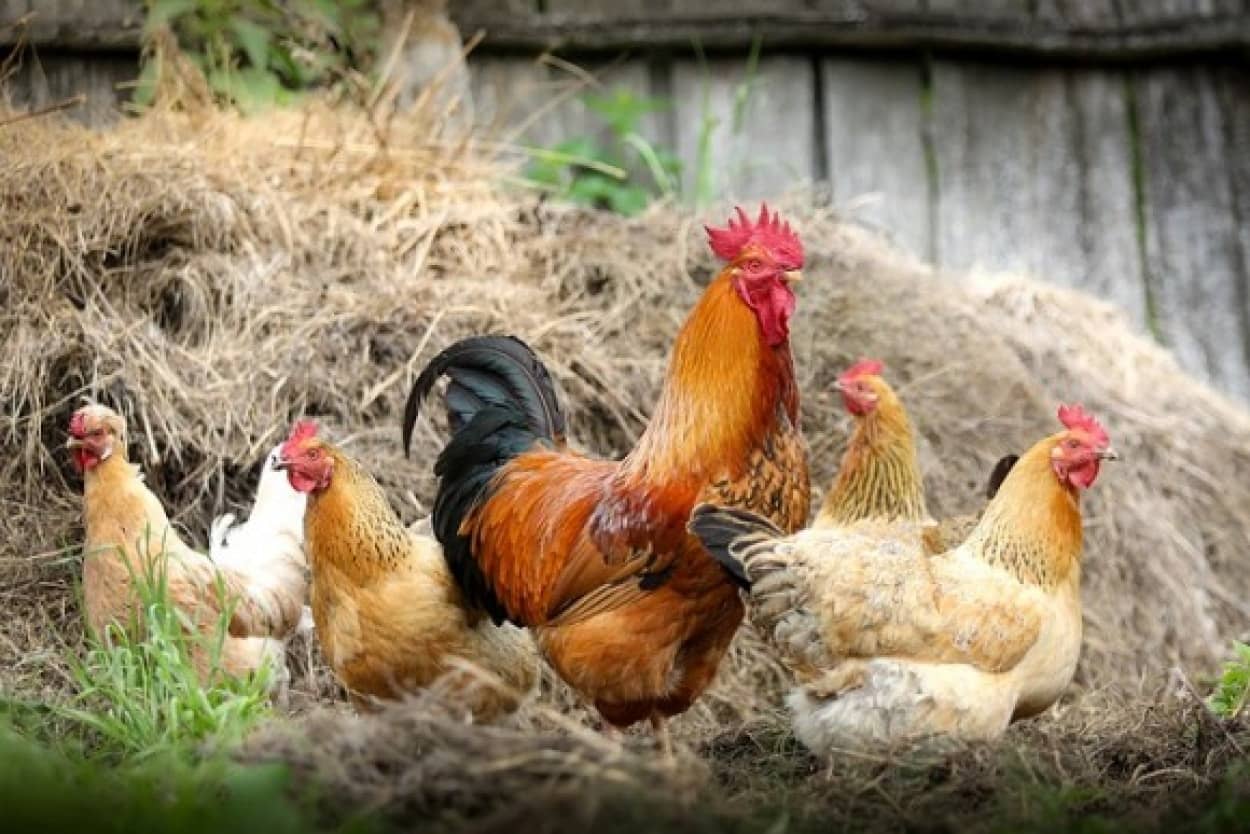cock-2522623_640_e