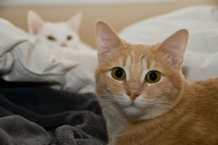 photobomb4_e