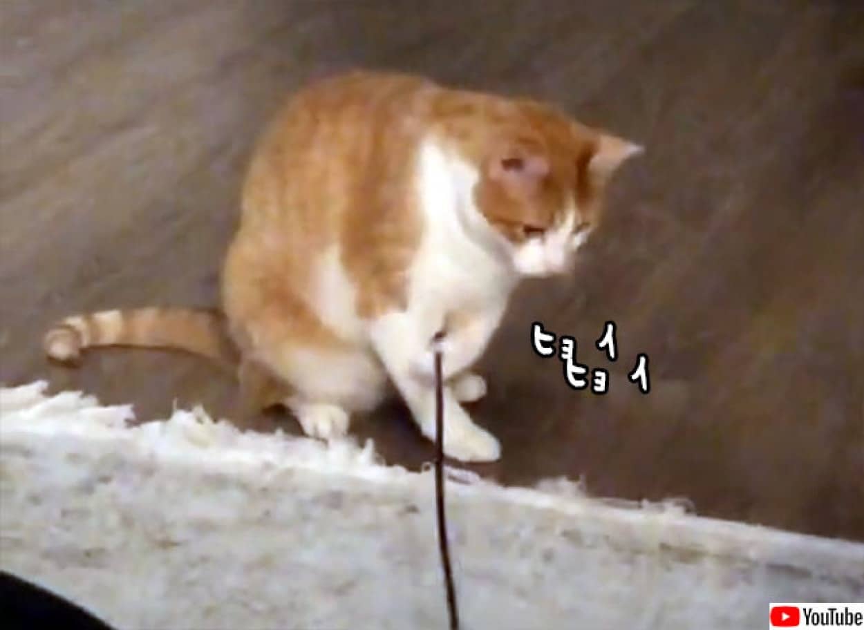 誰も遊んでくれないなら自分でやる 猫じゃらしを自分で振って遊ぶ永久機関な猫 カラパイア 誰も遊んでくれないなら自分でやる 猫じゃらしを自分で振って遊ぶ永久機関な猫 カラパイア