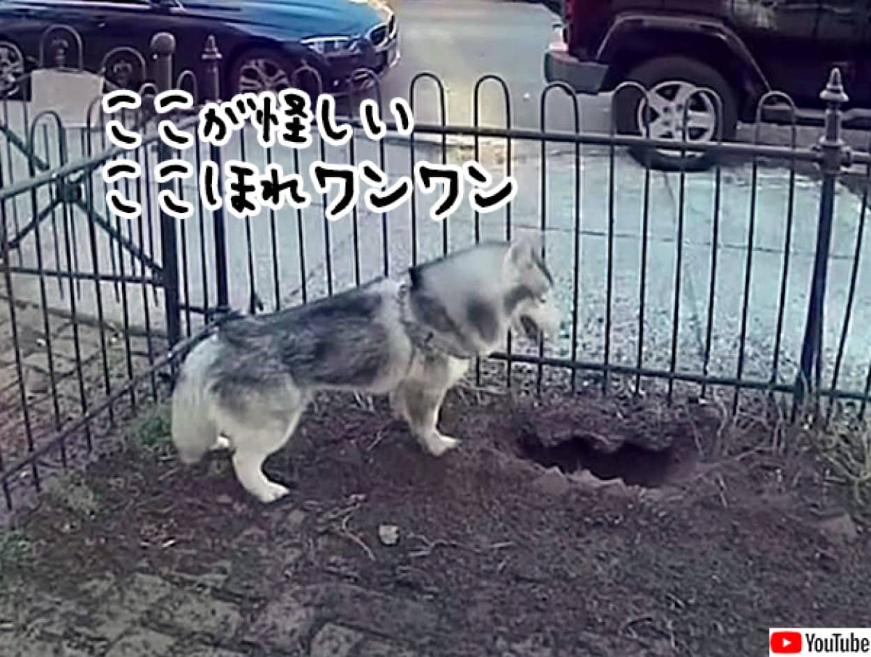 ハスキー犬が穴を掘ってガス漏れを知らせ近隣住民を救う