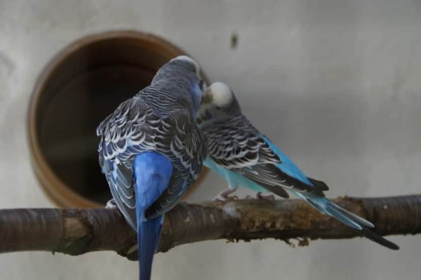 セキセイインコは人間の会話を聞いたことがなくても その音声を解読できる 米研究 カラパイア セキセイインコは人間の会話を聞いたことがなくても その音声を解読できる 米研究 カラパイア