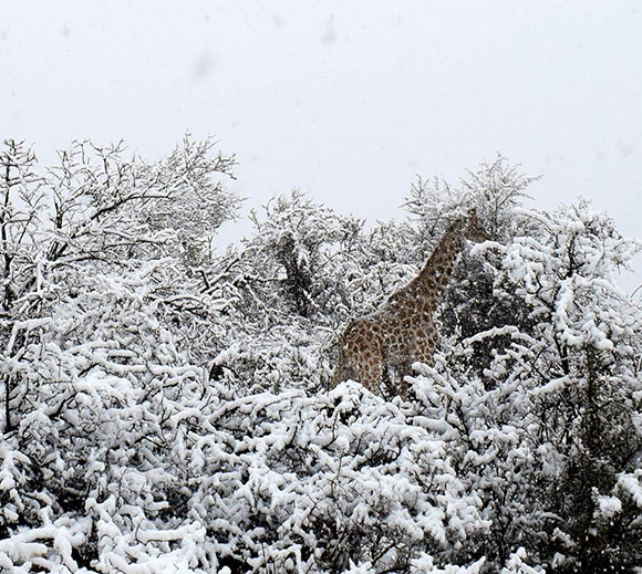 南アフリカで10年ぶりの雪 キリンが雪の中にたたずむとかいう珍百景 カラパイア