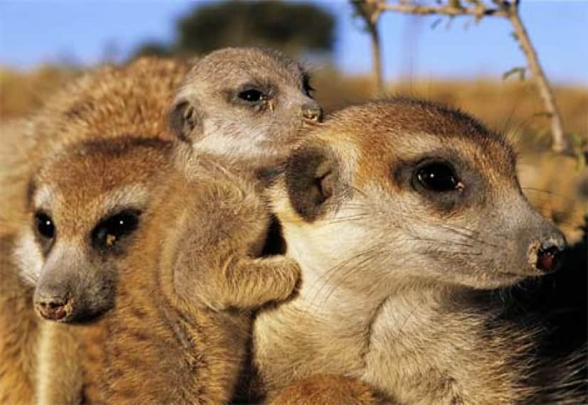 meerkats