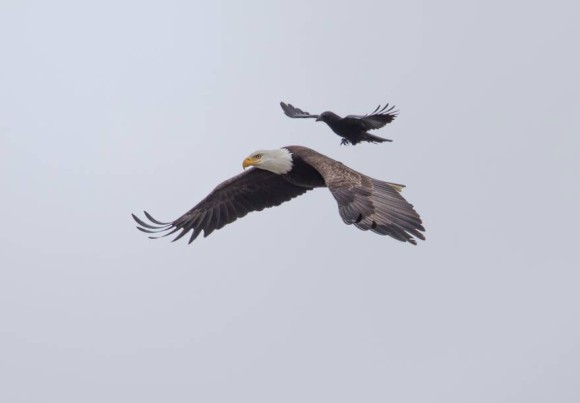 カラス先輩ぱねぇっす ハクトウワシにタダ乗りしているカラスの姿が目撃される カラパイア カラス先輩ぱねぇっす ハクトウワシにタダ乗りしているカラスの姿が目撃される カラパイア