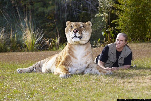 世界最大のネコ科 体長3メートルのライガー ヘラクレス カラパイア