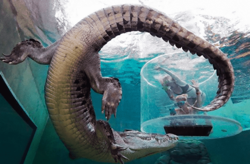 croco4_e