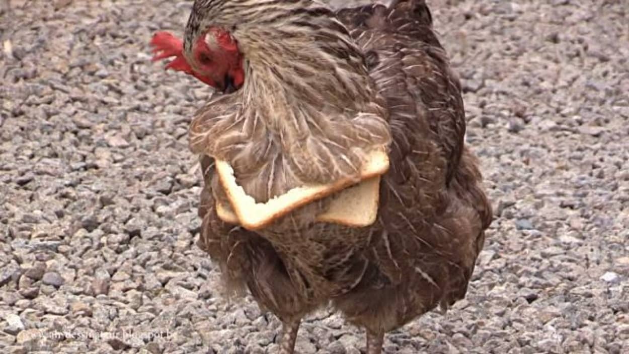 ワザとか ジョークか ツッコミ待ちか 最強におバカなニワトリさんに撮影者悶絶す カラパイア ワザとか ジョークか ツッコミ待ちか 最強におバカなニワトリさんに撮影者悶絶す カラパイア