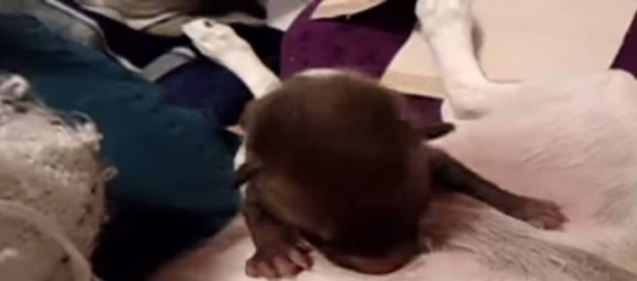 子犬と思って保護してみたらキツネだったでござる カナダ カラパイア