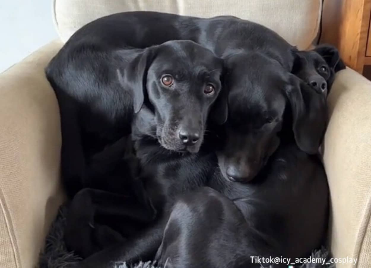 椅子の上に犬は何匹？