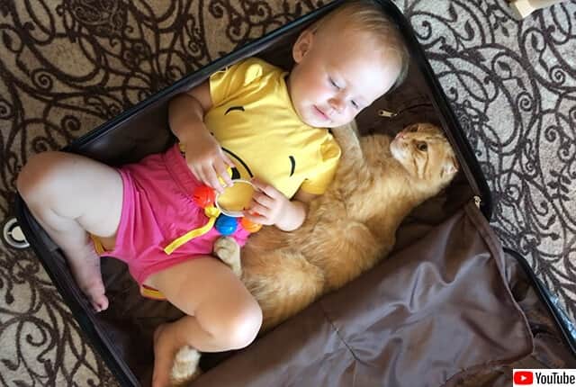 猫と赤子がぴったり収まるスーツケース収納術 カラパイア 猫と赤子がぴったり収まるスーツケース収納術 カラパイア