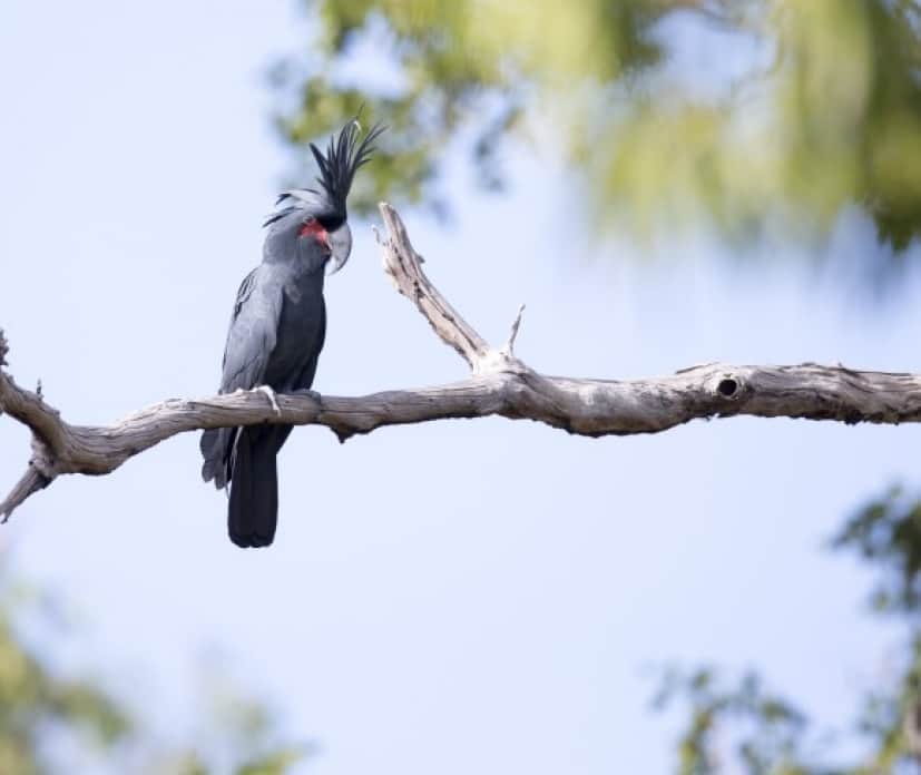 palm_cockatoo_e