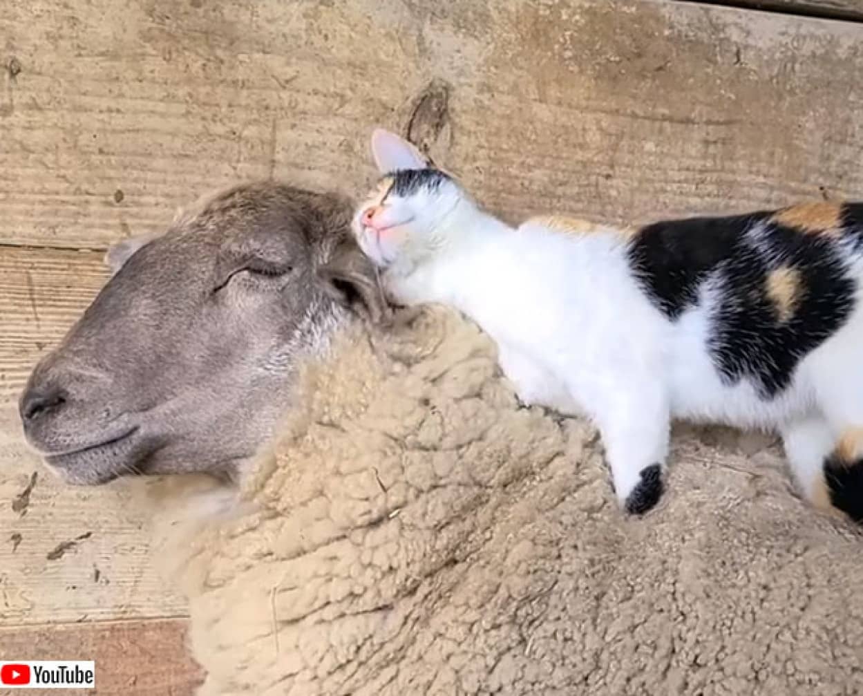 そのベッドウール100%につき。純毛羊の上で眠る猫