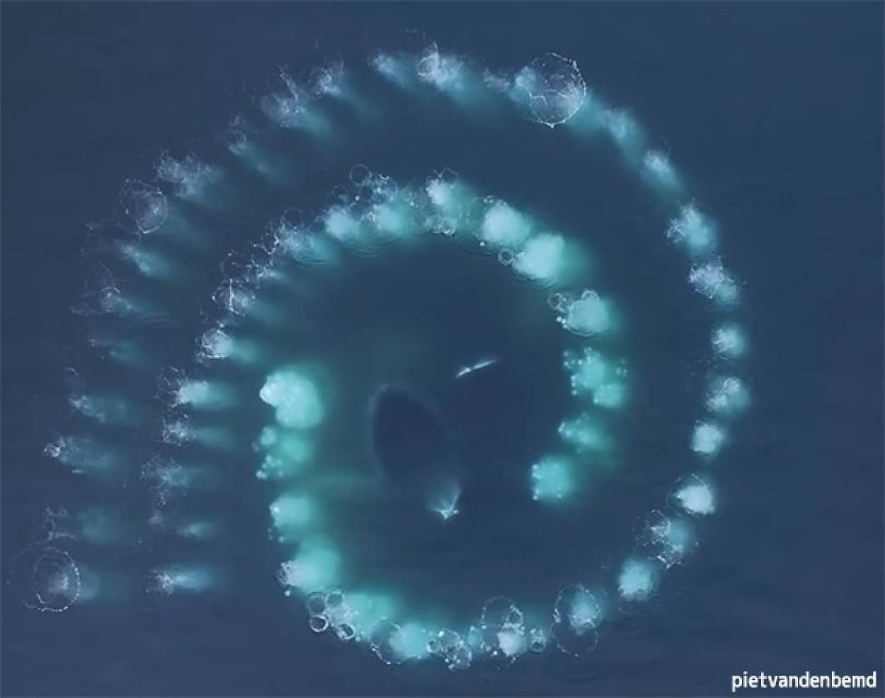 南極の海で謎めいたフィボナッチ数列が出現