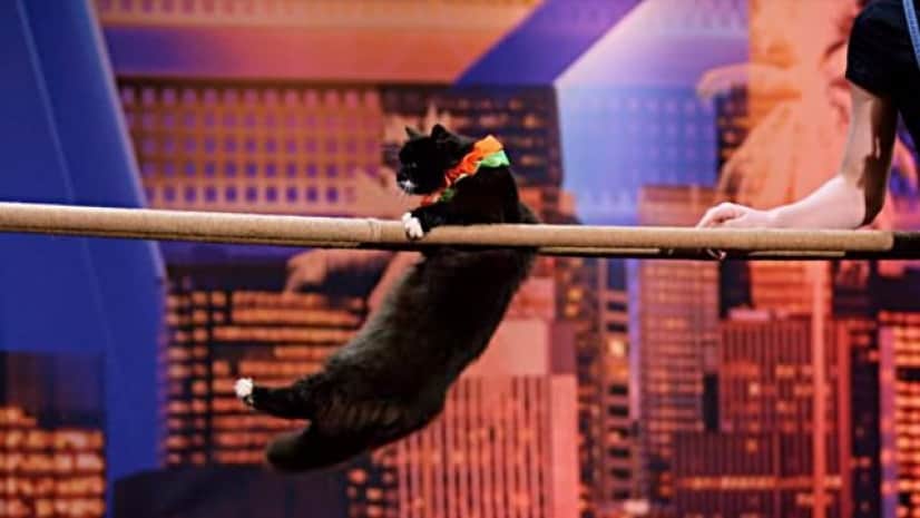 にゃんていうか すご過ぎる アメリカズゴットタレント を席巻した猫たち この後すぐ カラパイア にゃんていうか すご過ぎる アメリカズゴットタレント を席巻した猫たち この後すぐ カラパイア