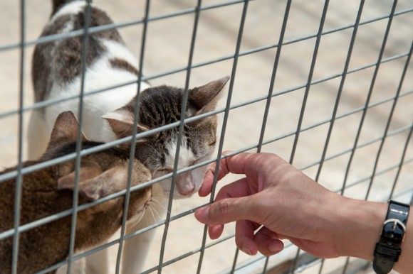 2日間で施設にいる猫全て、67匹の飼い主が決まる！収容キャパを超えた保護施設のアイデア・キャンペーンが大成功（カナダ）