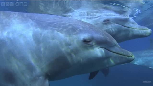 イルカの薬物使用疑惑 イルカはフグの毒を使ってハイな気分になっている カラパイア イルカの薬物使用疑惑 イルカはフグの毒を使ってハイな気分になっている カラパイア