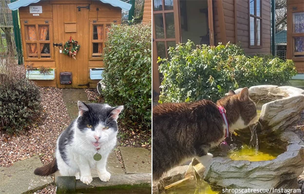 高齢猫の老猫ホーム