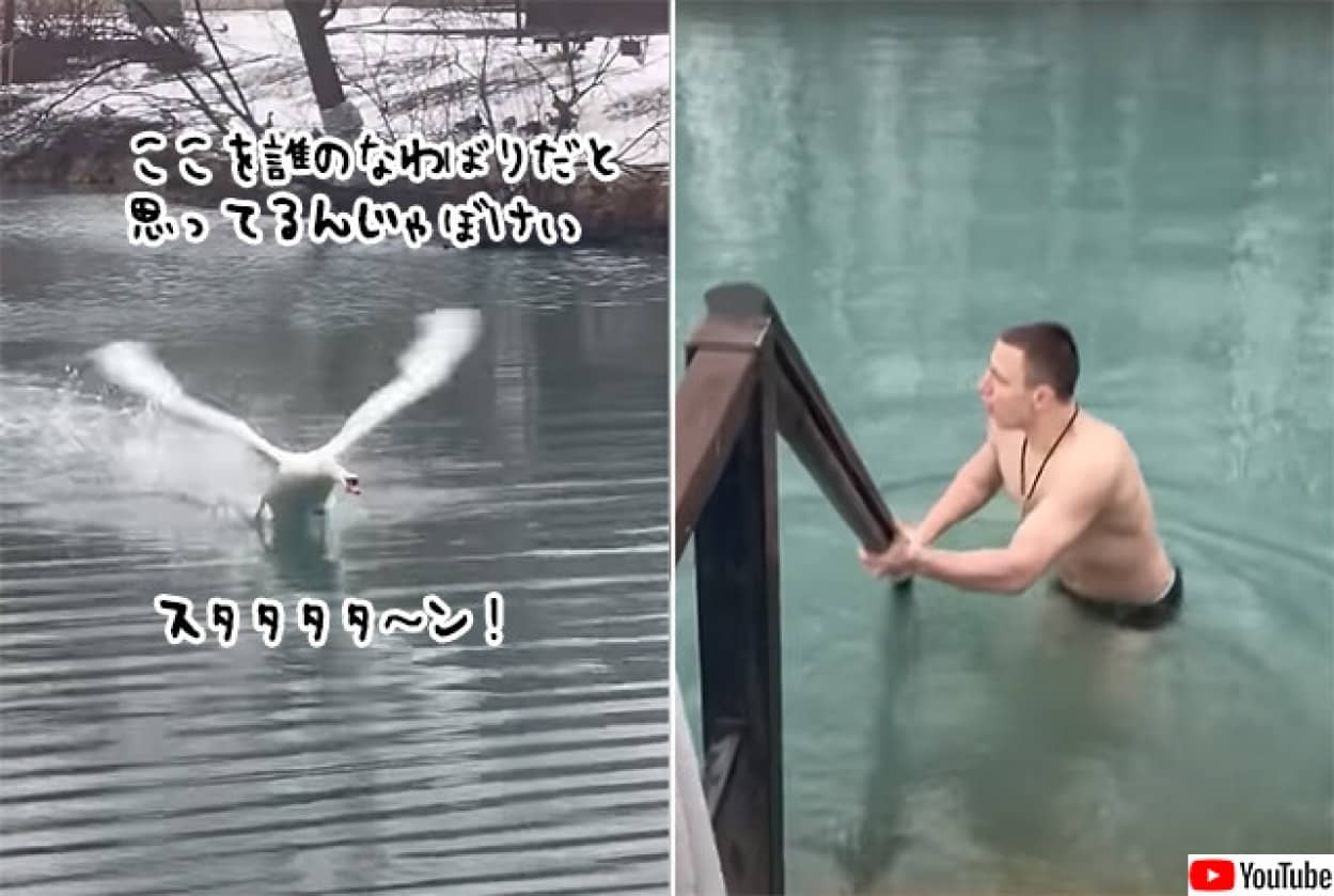 池に入ろうとしたら白鳥に追い立てられる男性