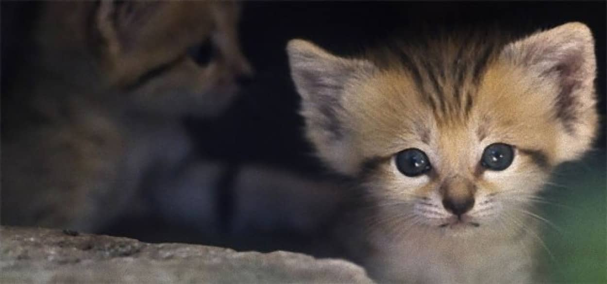 12年に生まれた新しい命 赤ちゃん動物大集合 カラパイア 12年に生まれた新しい命 赤ちゃん動物大集合 カラパイア