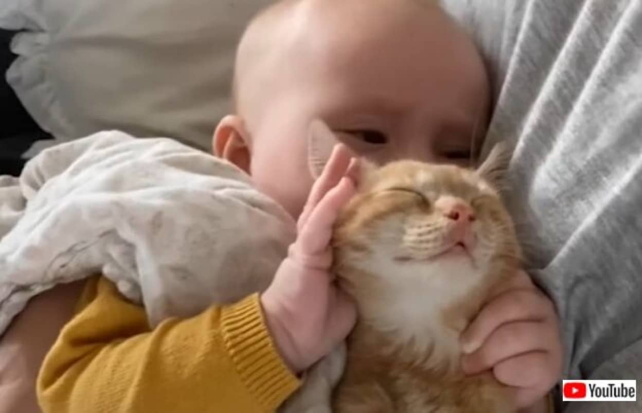 子猫と赤ちゃん お兄ちゃん大好き 妹カワイイ 家族の絆で結ばれたふたりのイチャコラっぷりがたまらない カラパイア