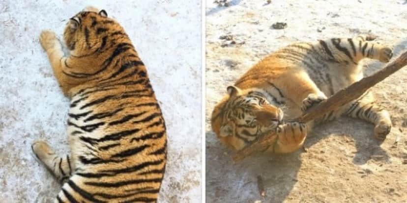 野性味ゼロのわがままボディ もはや 太った大型猫 状態のシベリアトラ 中国 カラパイア 野性味ゼロのわがままボディ もはや 太った大型猫 状態のシベリアトラ 中国 カラパイア