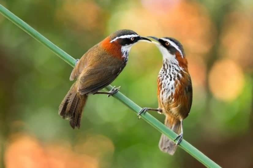 cuteanimals4_e