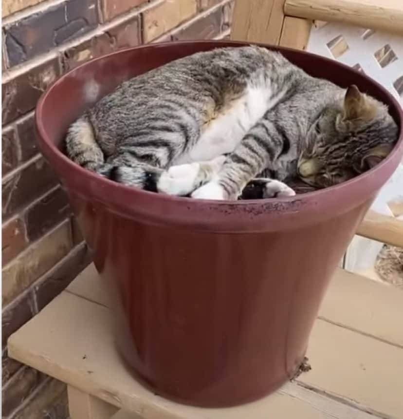 猫鉢 黒1つ 白1つ 猫鉢 黒1つ 白1つ