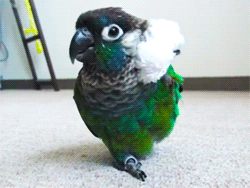 parrot_03