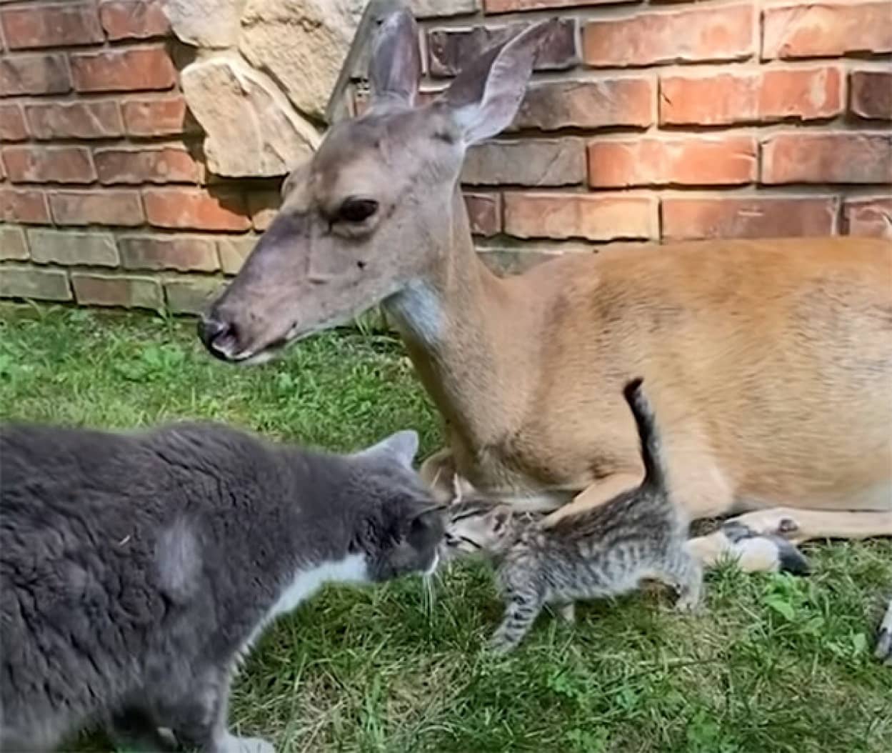 きょうだいを失った猫の為に迎え入れた子猫、犬や鹿の懐に入り込み一家 