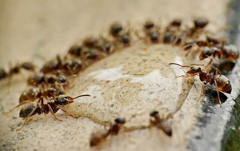 ants-4637999_640