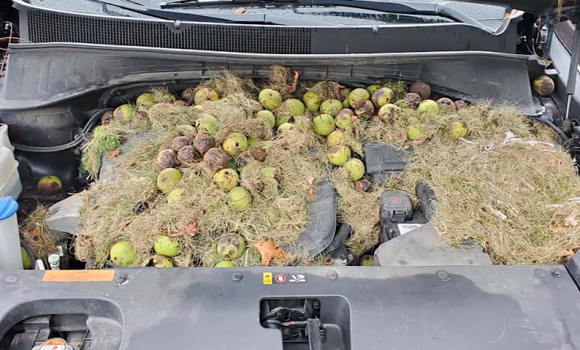 開けてびっくり！車のボンネットの中にリスが大量に食料を備蓄していた件（アメリカ）