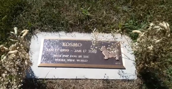 ペットの墓地で犬が墓の上に現れた その驚きの姿を撮影した写真 カラパイア
