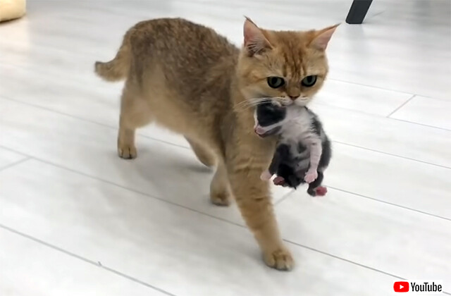 母を失った赤ちゃん猫に出産直後の猫を引き合わせてみたところ、我が子同然にお世話をするように